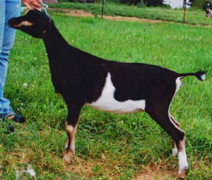 ally2008.jpg