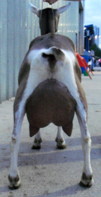 connierear.jpg