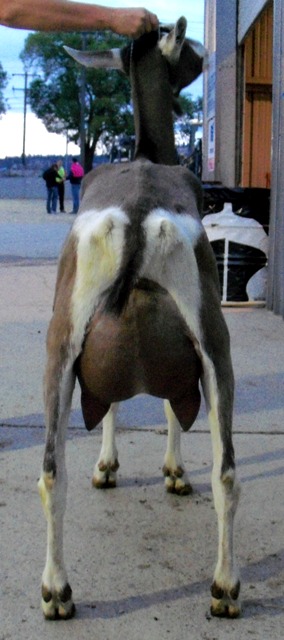 cookierear.jpg