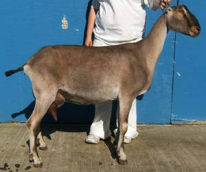 vasanti2009.jpg