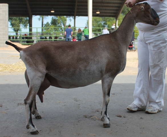 vasanti2011.jpg